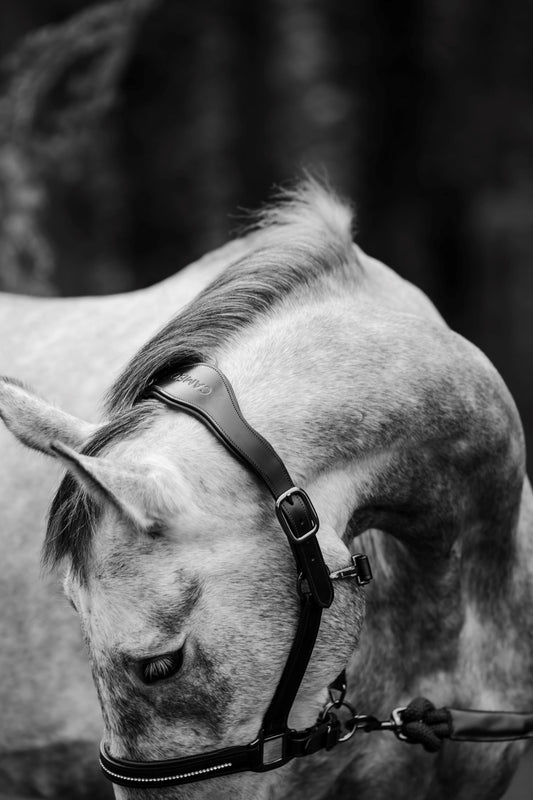 Competition Leather Headcollar & Rope