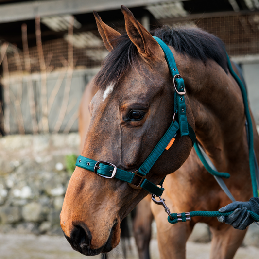CAMEO Suede Padded Headcollar