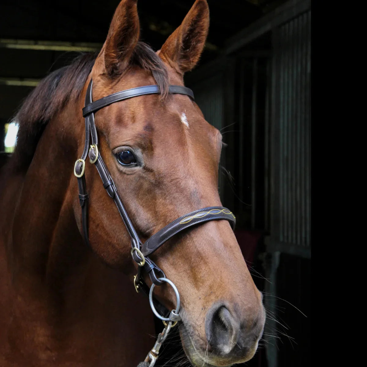 Close-up of a bay horse wearing the brown EcoRider Classic Inhand Bridle, highlighting the solid brass fittings and yellow stitched noseband.