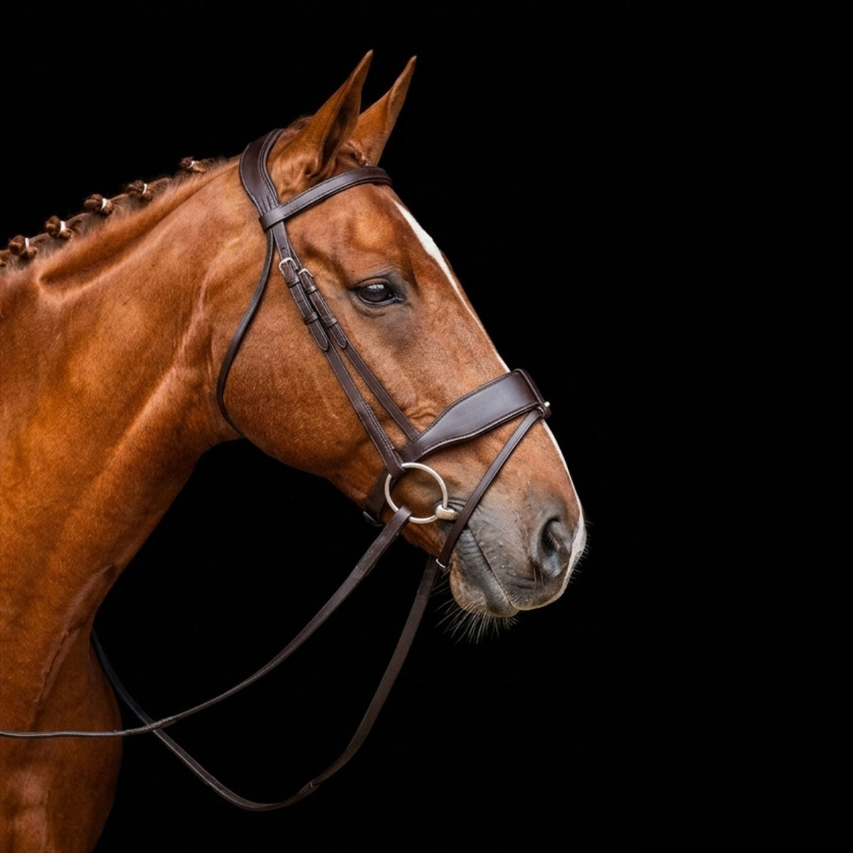 Brown horse wearing a EcoRider Classic Show Comfort bridle on a black background