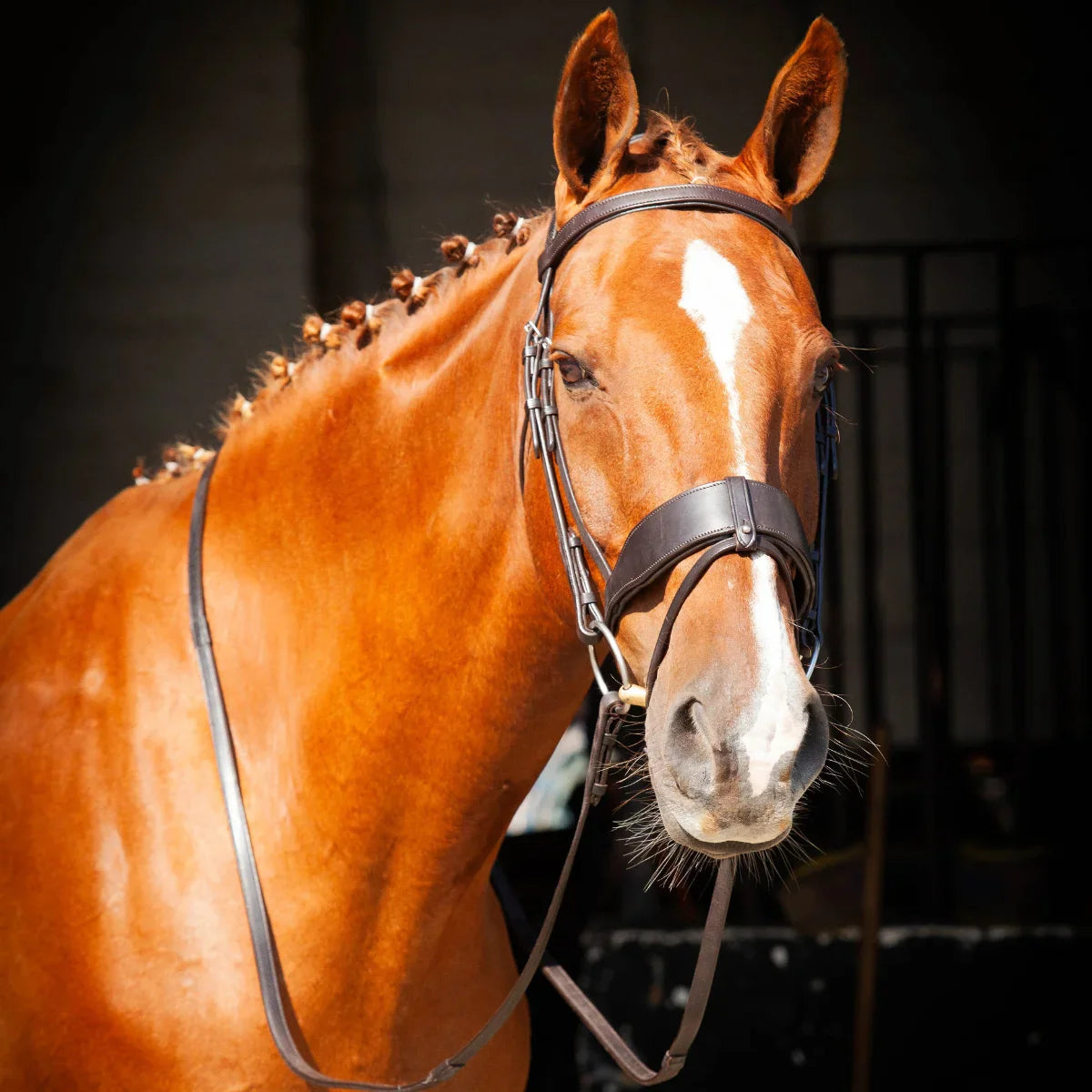 Portrait of a chestnut horse wearing a black EcoRider anatomical leather bridle with a padded flash noseband, against a dark background.