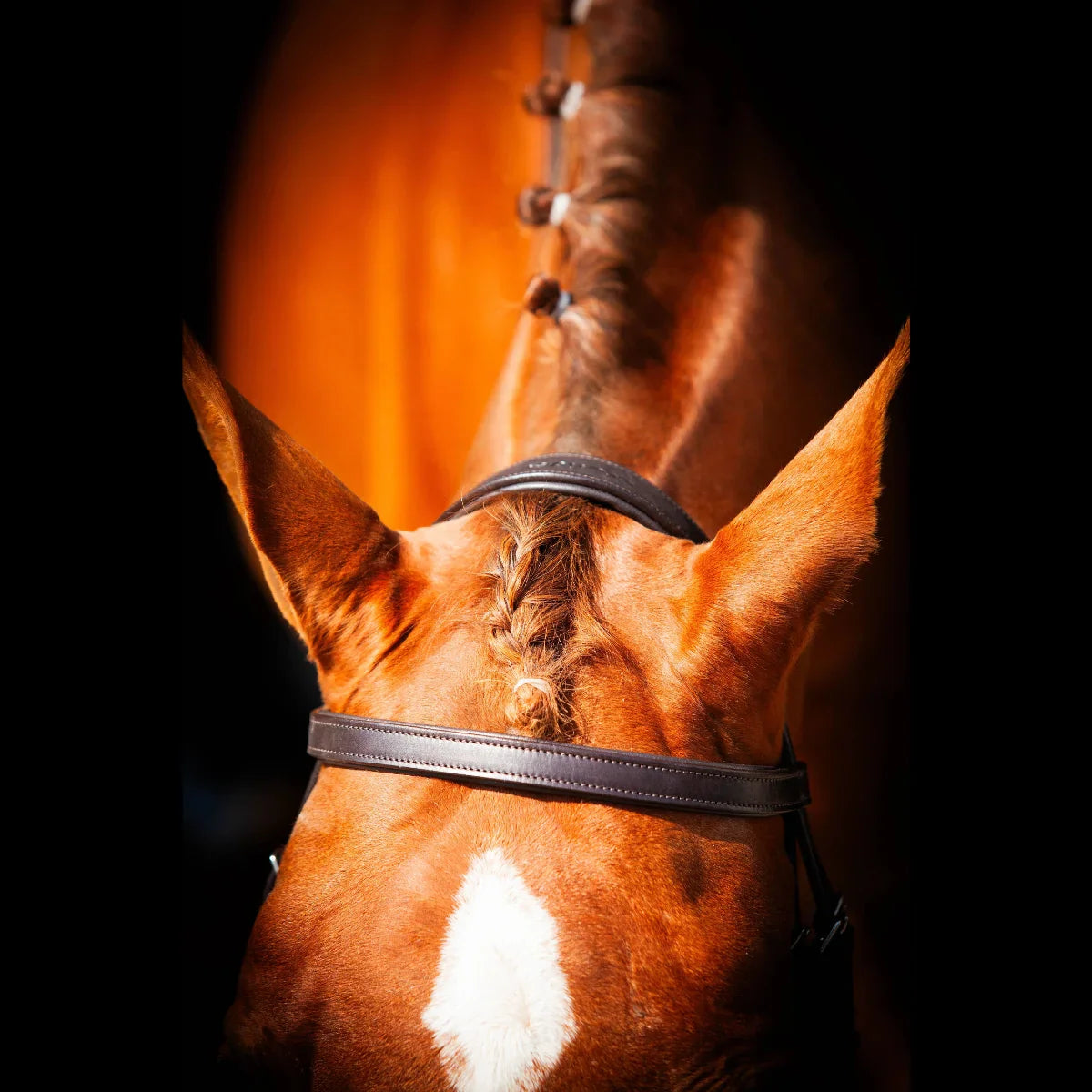 Portrait of a chestnut horse with a braided mane wearing a black EcoRider anatomical leather bridle against a dark background.