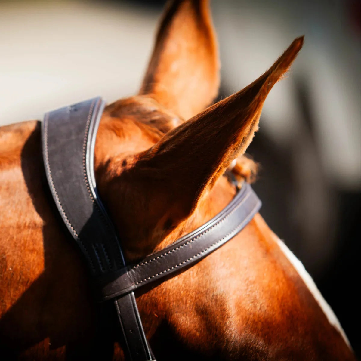 Close-up of a chestnut horse's poll showing the black EcoRider anatomic headpiece with an integrated ear cutaway and padded browband.