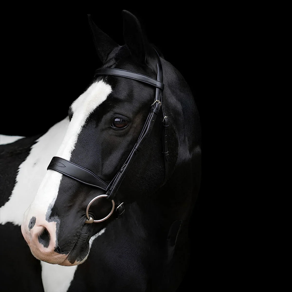Horse with a EcoRider Classic Show Leather Bridle on a black background