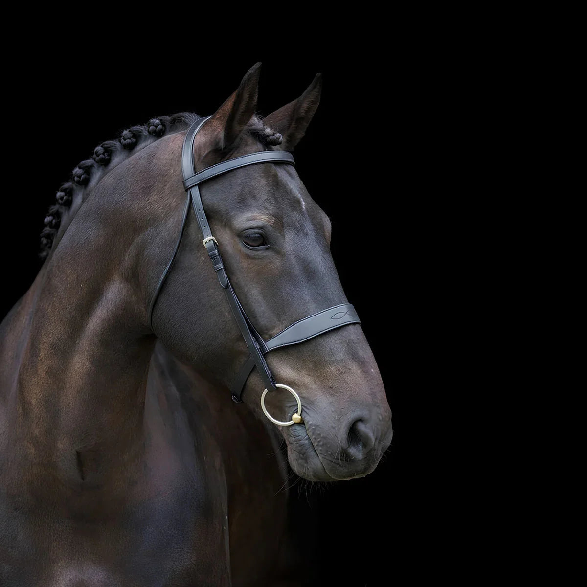 Horse wearing a EcoRider Classic Show Leather bridle on a black background