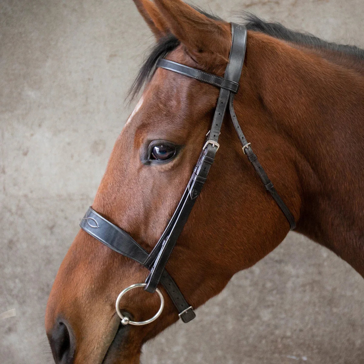 Brown horse wearing a EcoRider Classic Show Leather bridle against a neutral background