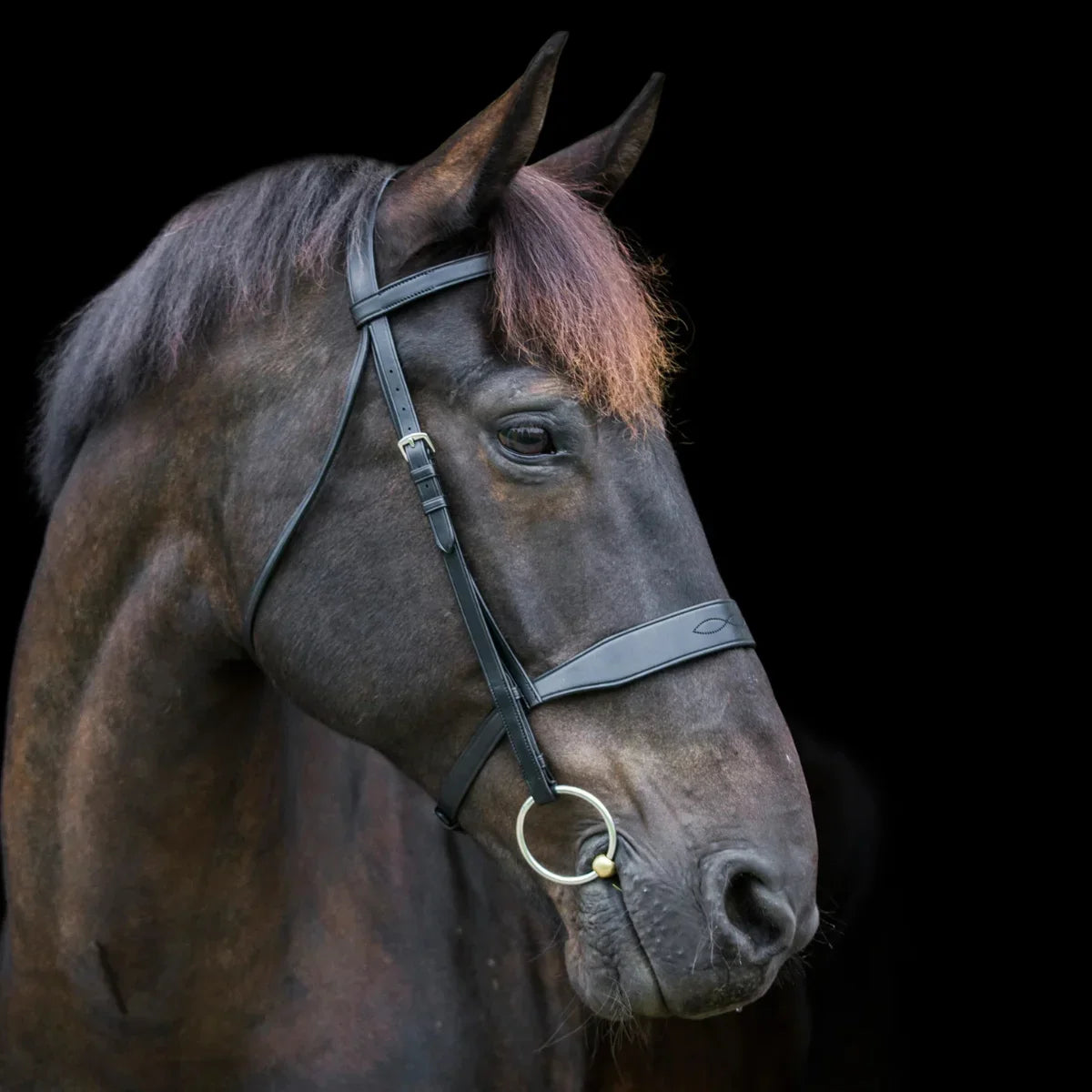 Horse wearing a EcoRider Classic Show Leather bridle on a black background