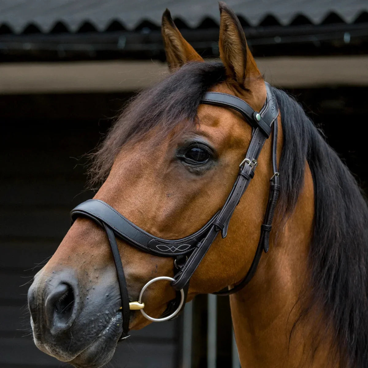 Side profile of a bay horse with an EcoRider anatomic leather bridle featuring decorative white stitching on the noseband.