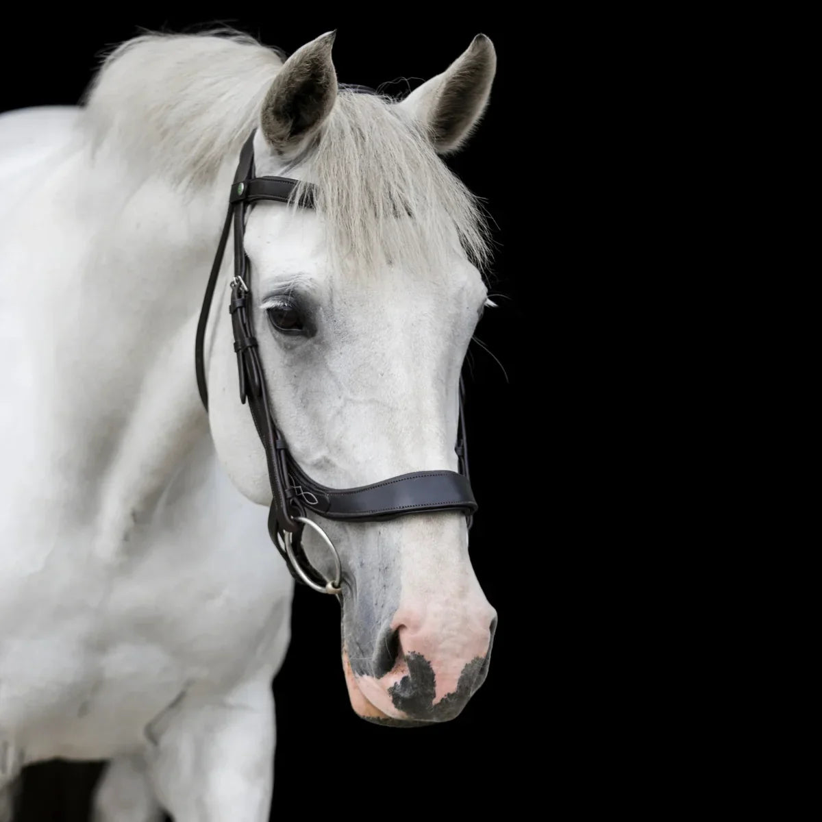 Portrait of a grey horse wearing a black EcoRider anatomic leather bridle with matching-thread fancy stitching, against a black background.