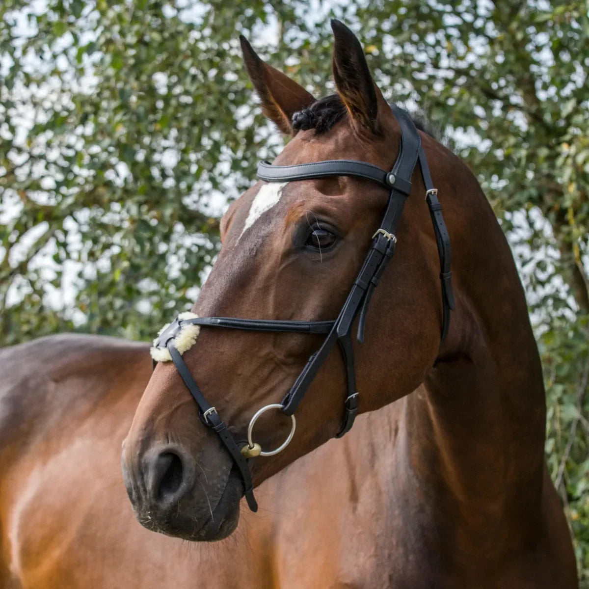 Bay horse wearing a black EcoRider SeamFree Grackle Leather Bridle, highlighting the sheepskin nose pad and anatomic headpiece.