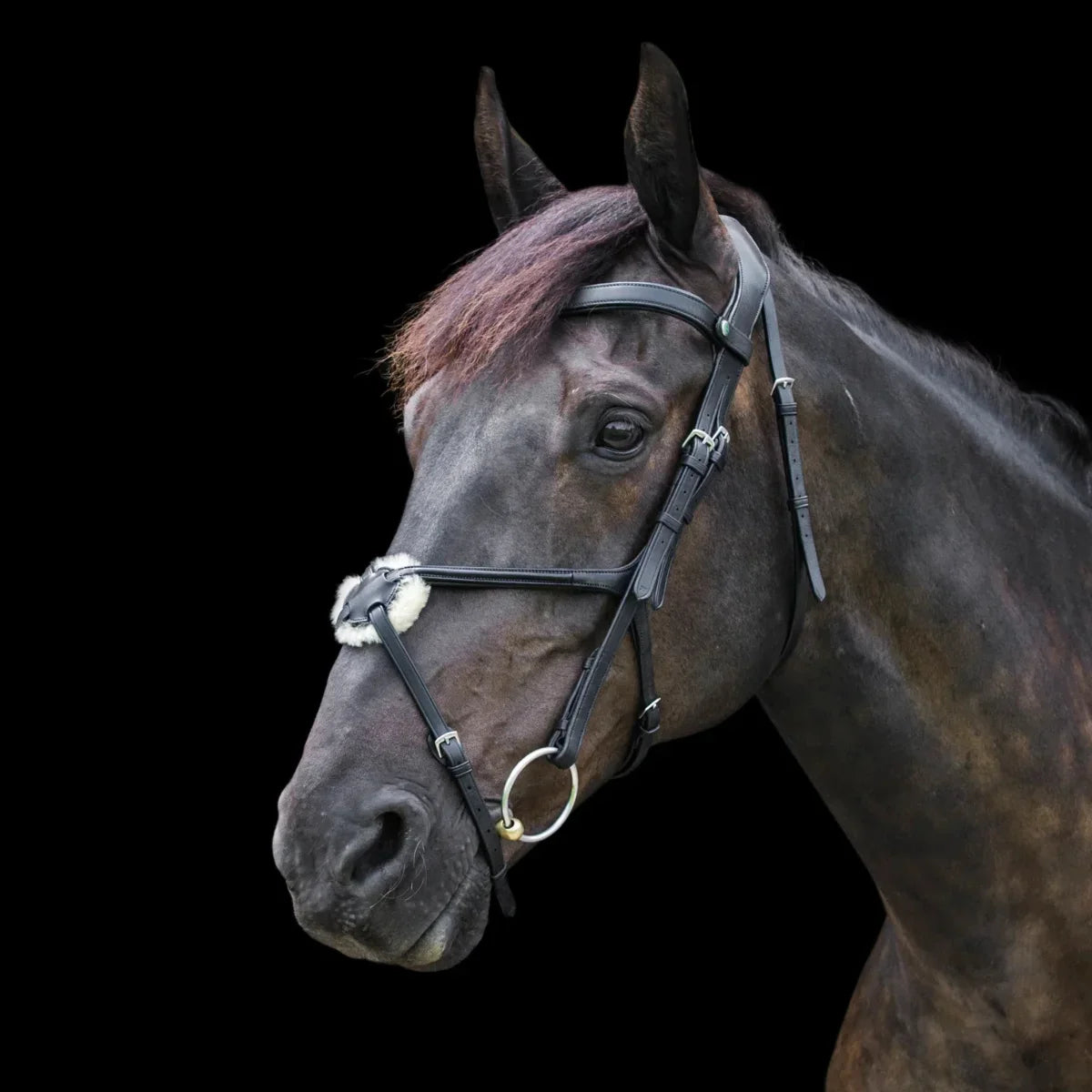 Portrait of a black horse wearing an EcoRider anatomical grackle bridle with a sheepskin nose pad, against a black background.
