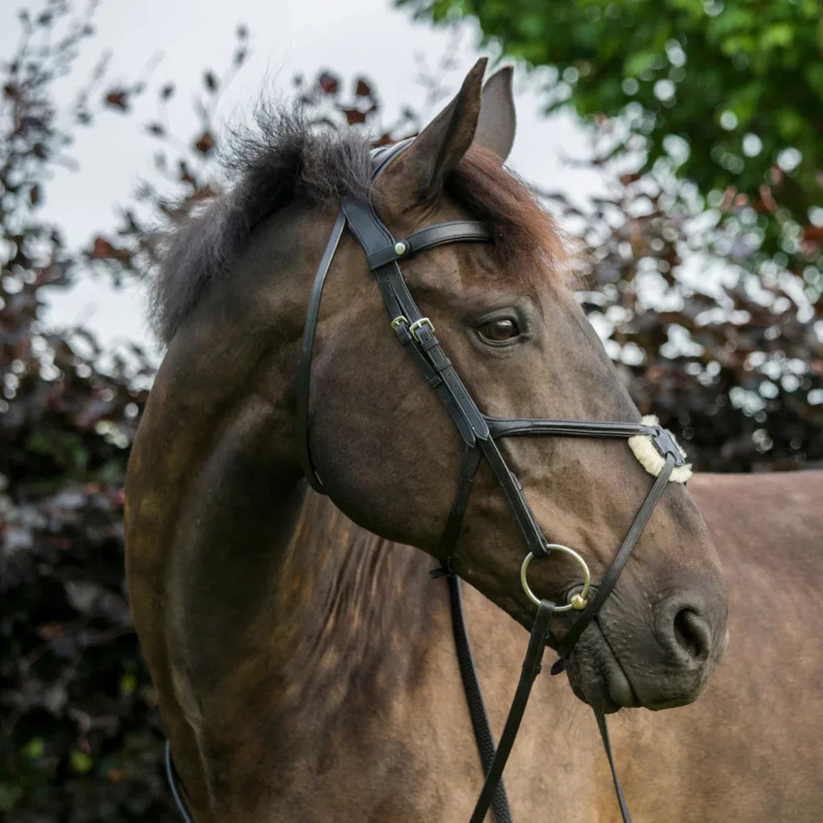 Side profile of a dark horse wearing a black EcoRider grackle leather bridle with a sheepskin-padded noseband.