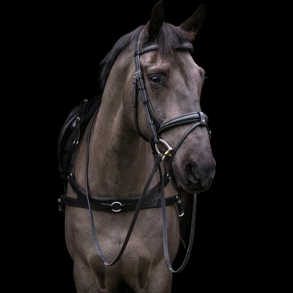 Portrait of a black horse wearing a black EcoRider anatomical leather bridle and matching breastplate against a black background.