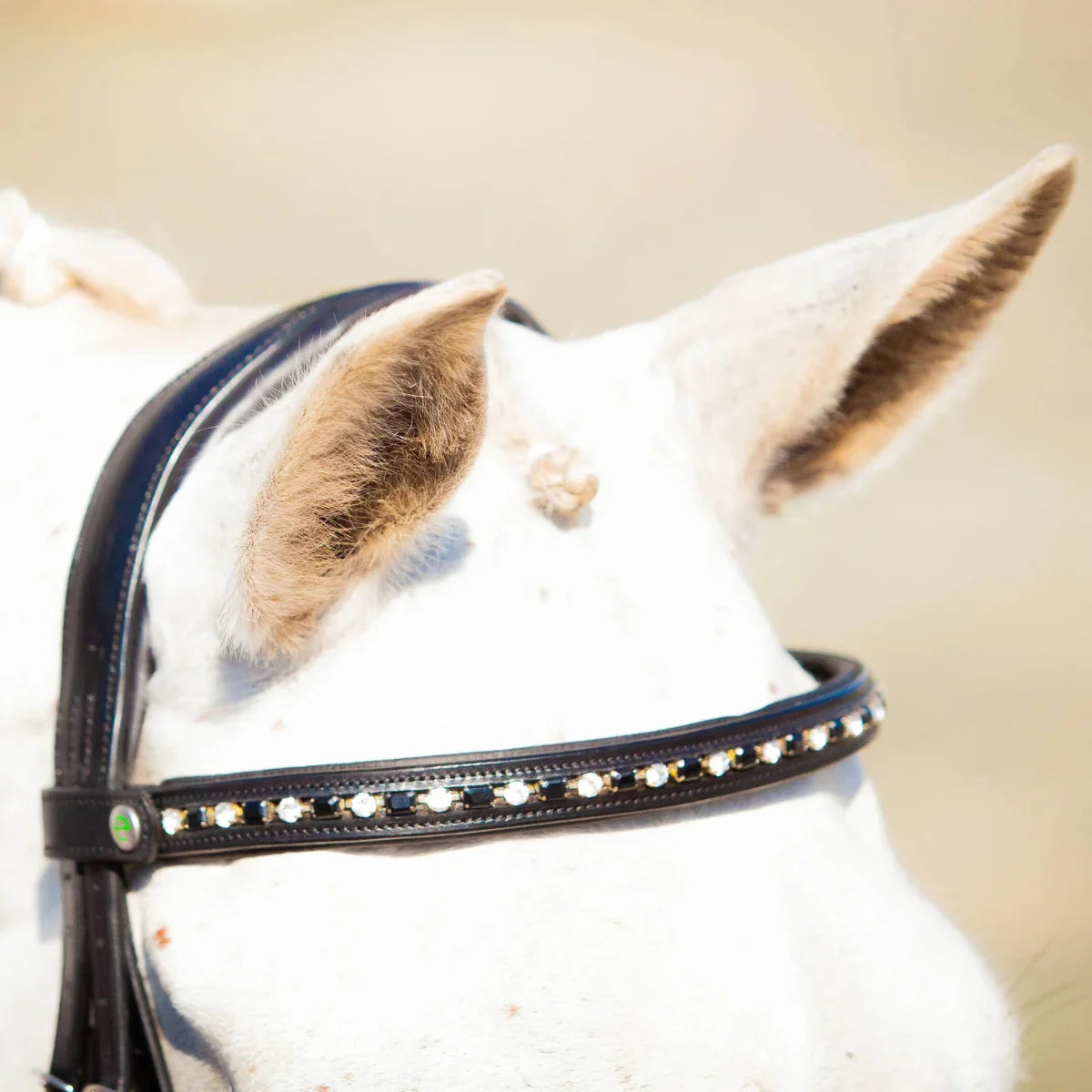 Close-up of a white horse wearing an EcoRider black leather bridle with a curved crystal browband featuring alternating clear and black stones.