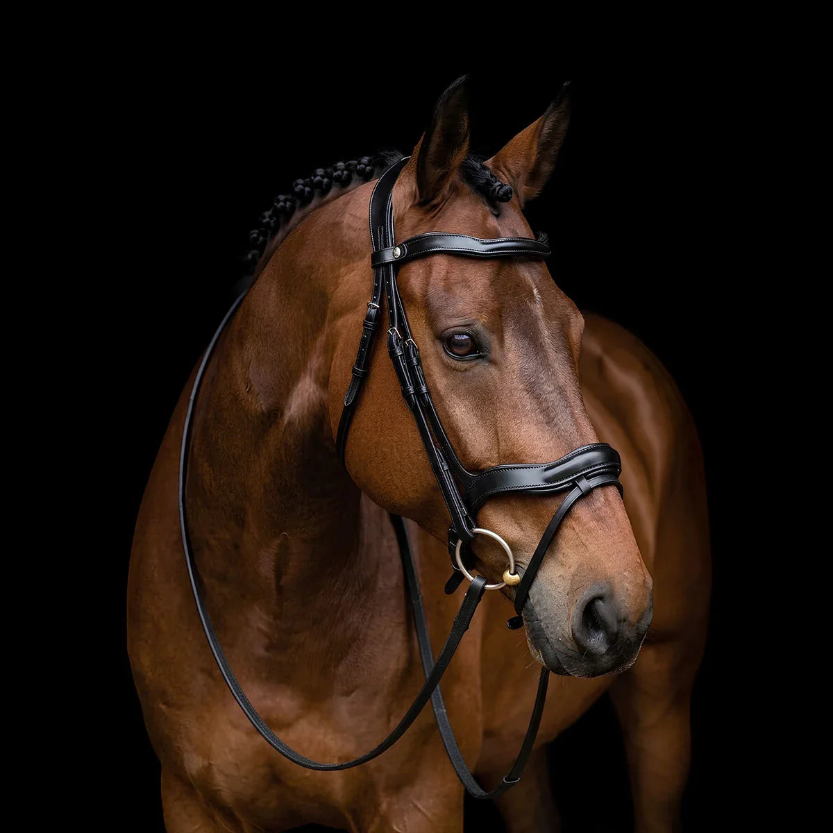 Brown horse wearing a EcoRider SeamFree Anatomic Leather Bridle  against a black background