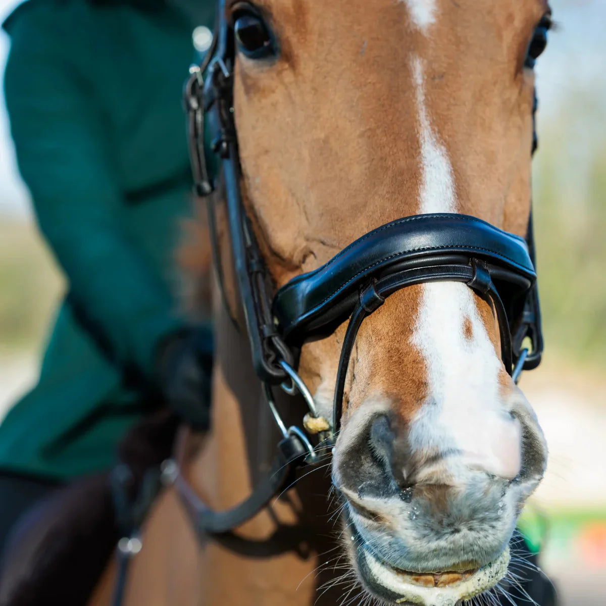 Close-up of a horse wearing a black EcoRider anatomical leather bridle, highlighting the padded comfort noseband and secure fit.