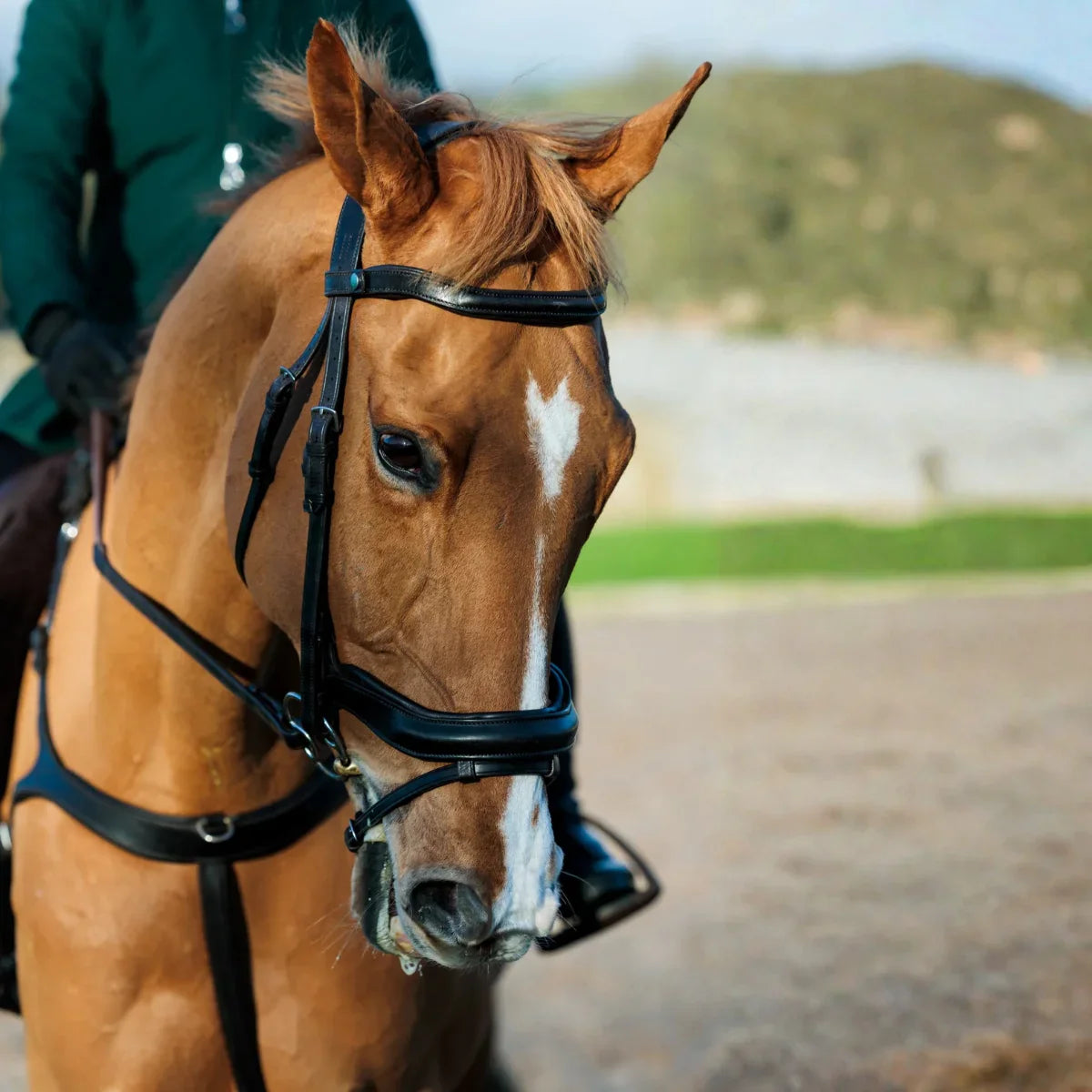 Close-up of a chestnut horse wearing a Black EcoRider anatomical leather bridle and matching breastplate, showcasing premium comfort fit.