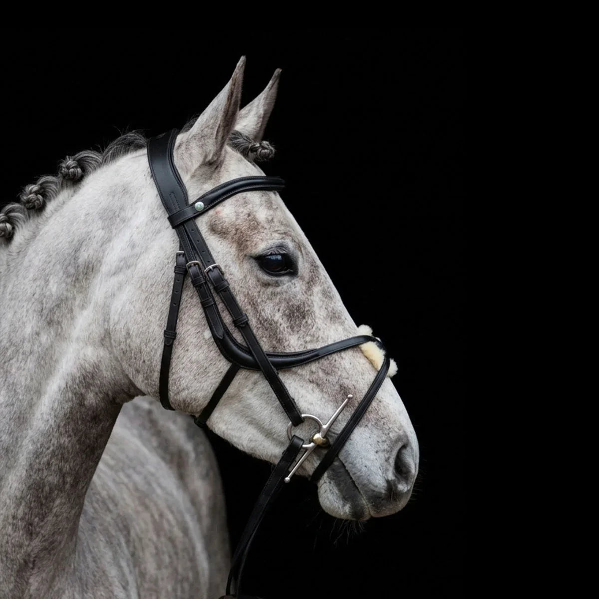 Gray horse wearing a bridle on a EcoRider SeamFree Grackle Leather Bridle black background