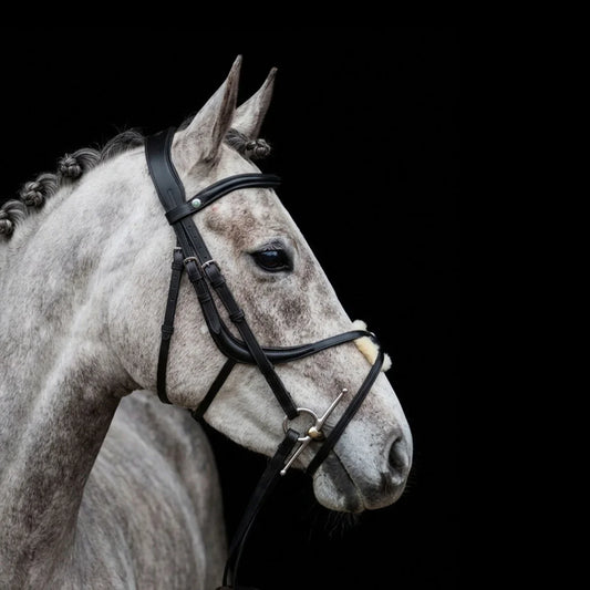 Gray horse wearing a bridle on a EcoRider SeamFree Grackle Leather Bridle black background