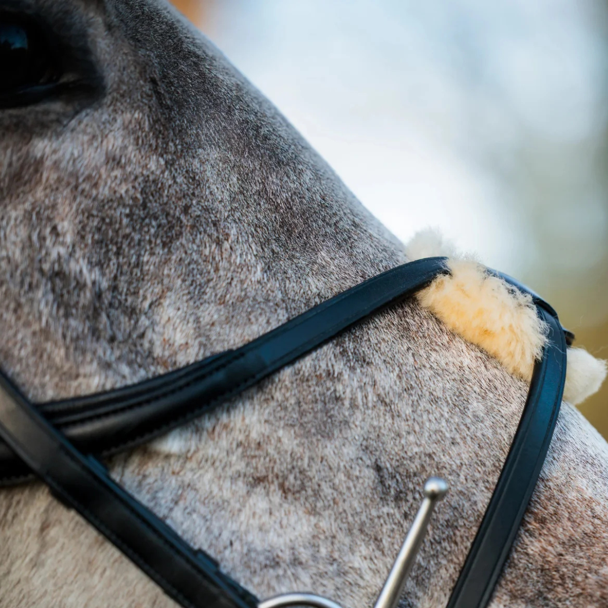 Close-up of a grey horse wearing a black EcoRider SeamFree Grackle Leather Bridle, highlighting the genuine sheepskin crossover nose pad.