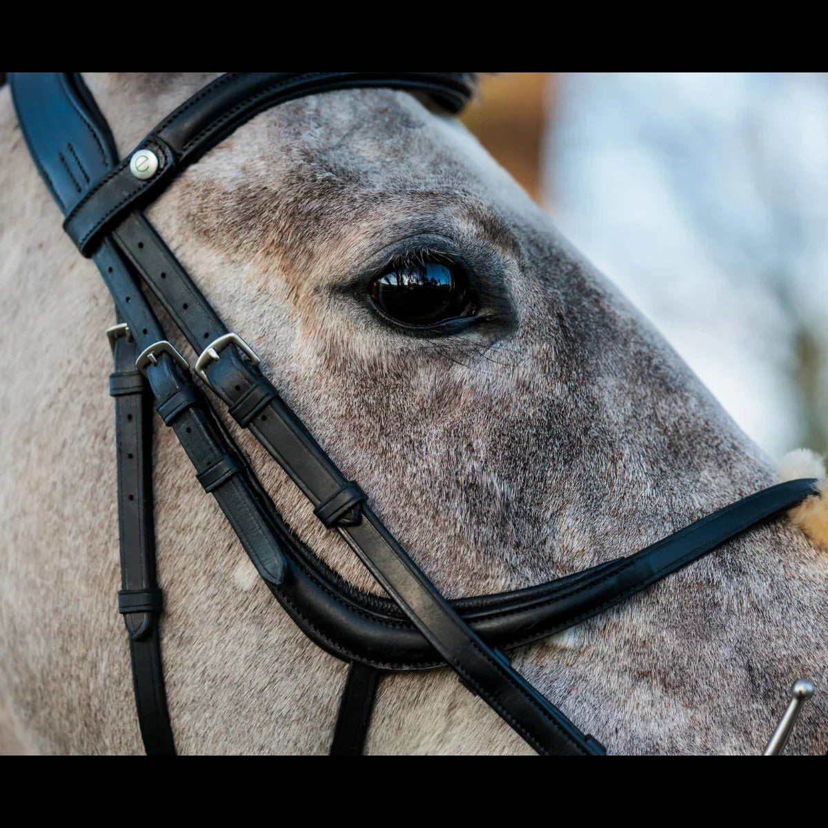 Close-up of a dapple grey horse wearing a black EcoRider grackle leather bridle, showing the cheek straps and e clasp browband.