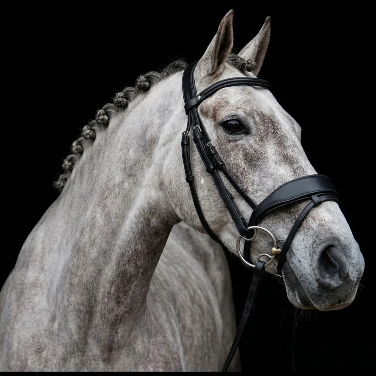 Grey horse wearing an EcoRider SeamFree Show Leather Bridle leather bridle