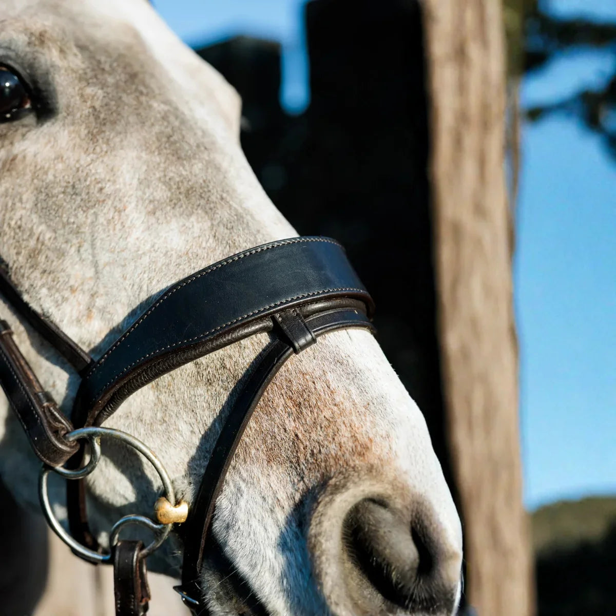 Close-up of a grey horse wearing a black EcoRider anatomical leather bridle, highlighting the padded comfort noseband and flash strap.