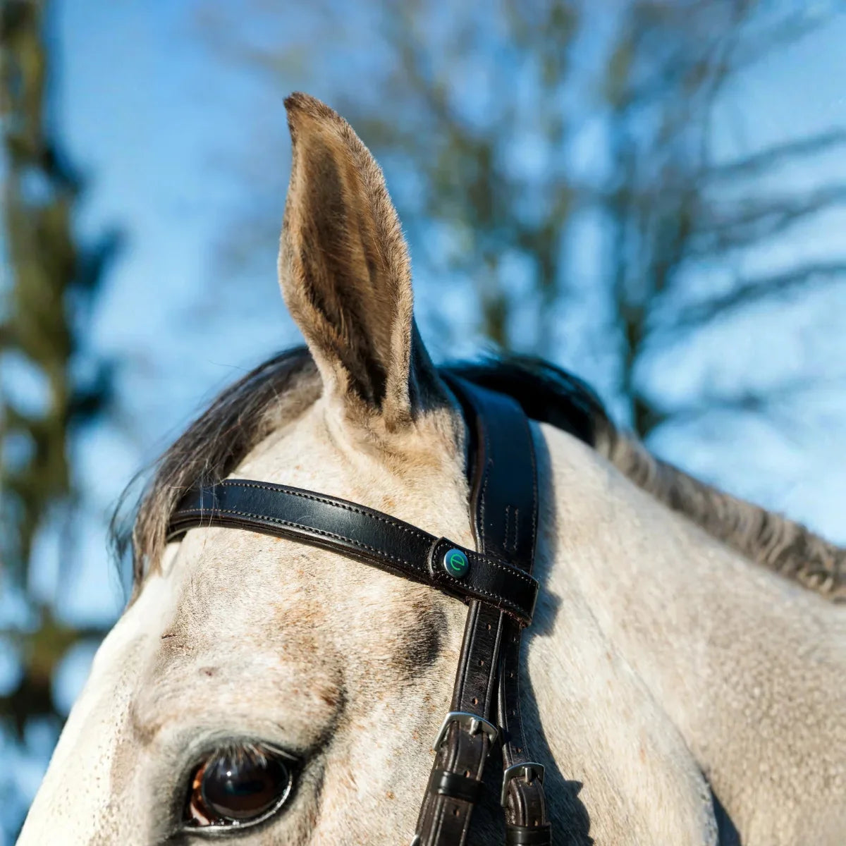 Close-up of an EcoRider Freedom anatomical leather headpiece and padded browband on a grey horse, highlighting ear pressure relief.