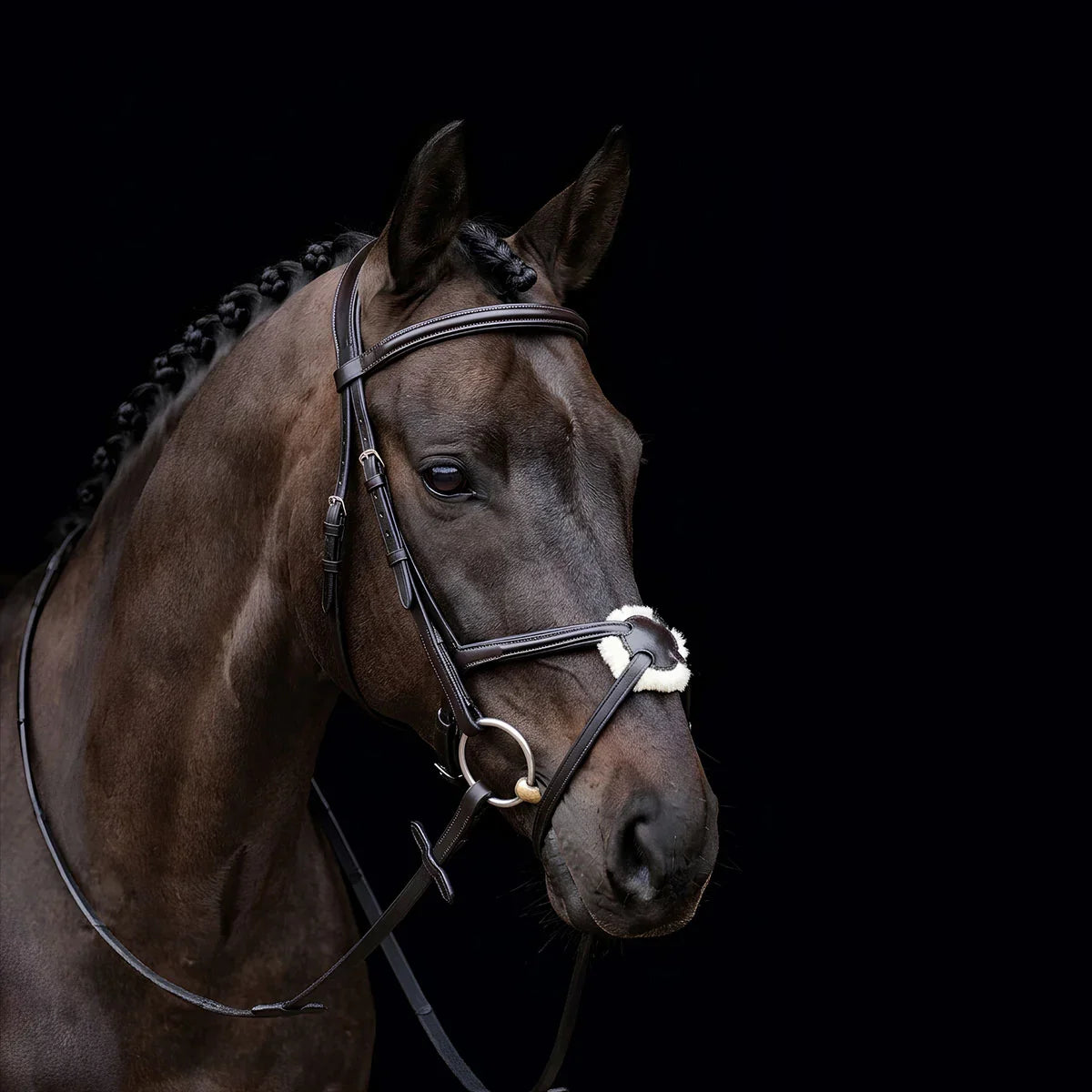 Brown horse wearing a EcoRider SuperLux Grackle Leather Bridle against a black background