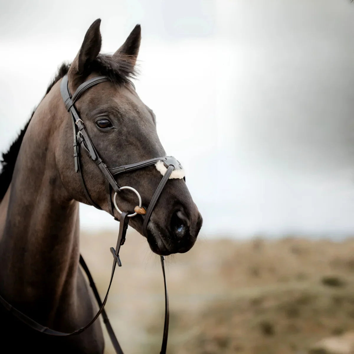 Side profile of a black horse wearing a black EcoRider grackle leather bridle with a sheepskin-padded noseband.