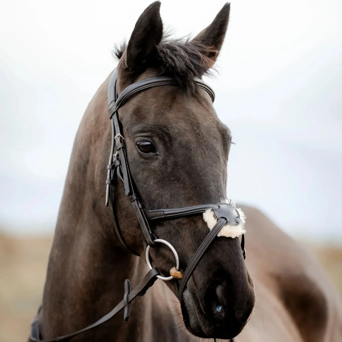 Portrait of a black horse wearing a black EcoRider grackle leather bridle with a sheepskin crossover nosepad.