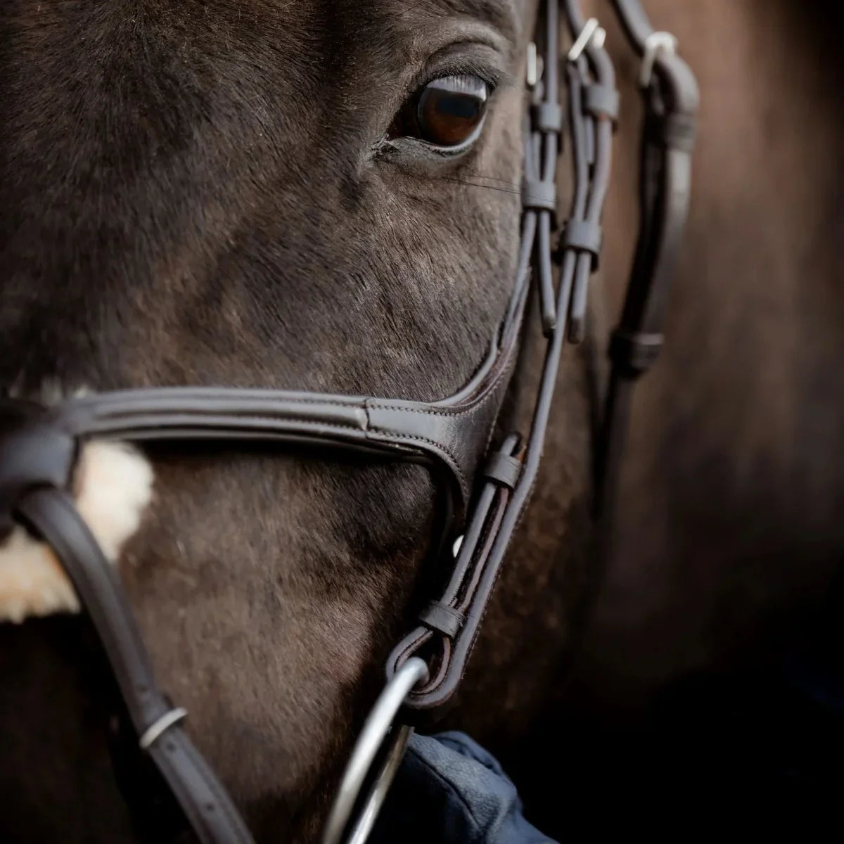 Close-up of a dark horse wearing a black EcoRider grackle leather bridle, highlighting the eye, cheek buckles, and padded straps.