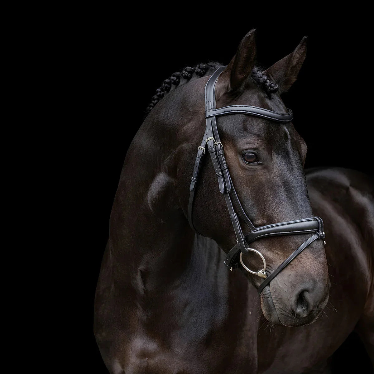 Brown horse wearing a EcoRider SuperLux Leather Bridle against a black background