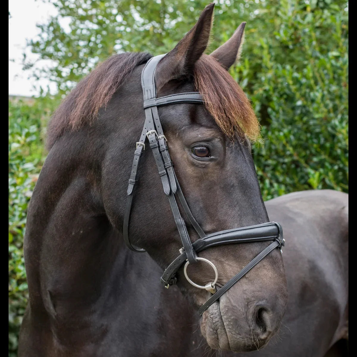 Side profile of a dark horse wearing a black EcoRider anatomical leather bridle with a padded comfort flash noseband.