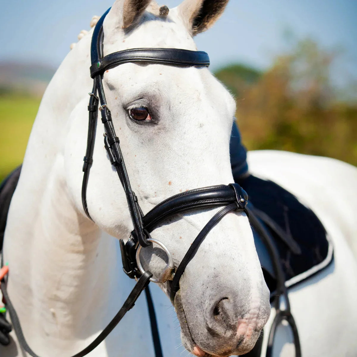 Close-up of a grey horse wearing a black EcoRider anatomical leather bridle, highlighting the padded comfort noseband and flash strap.