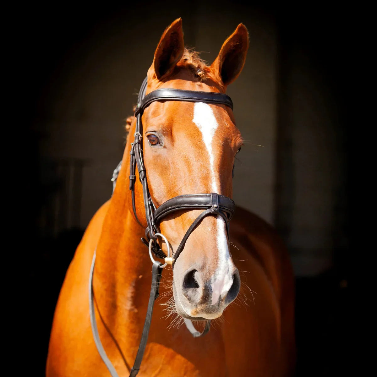Portrait of a chestnut horse wearing a black EcoRider anatomical leather bridle with a padded flash noseband, against a dark background.