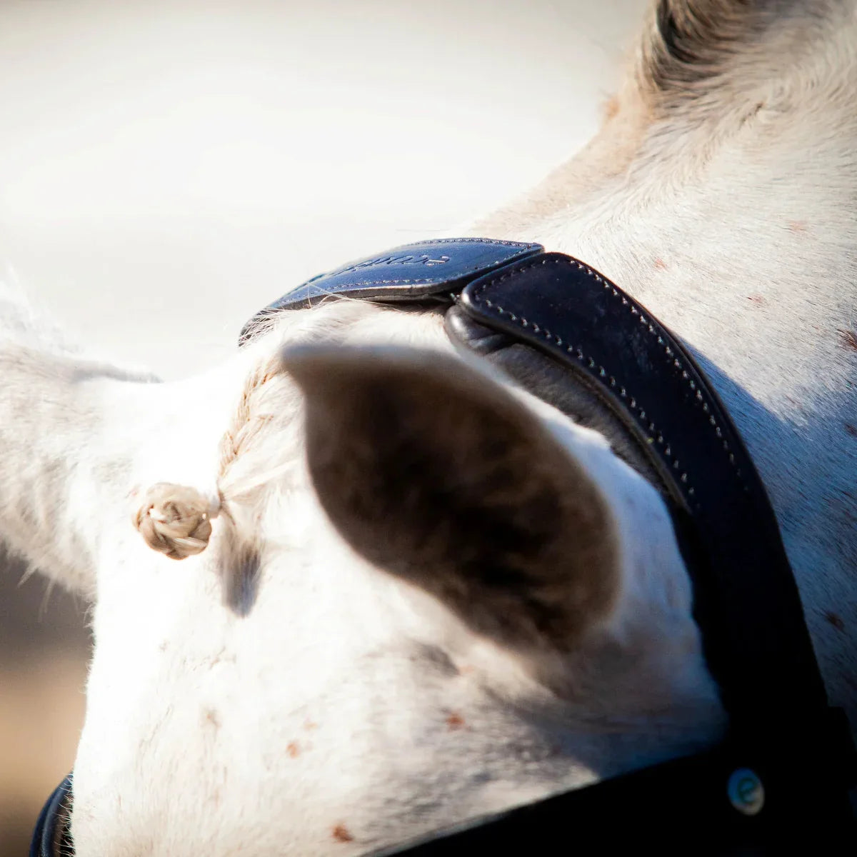 Close-up of a grey horse's poll showing the black EcoRider anatomic headpiece with an integrated raised mane channel and debossed logo.