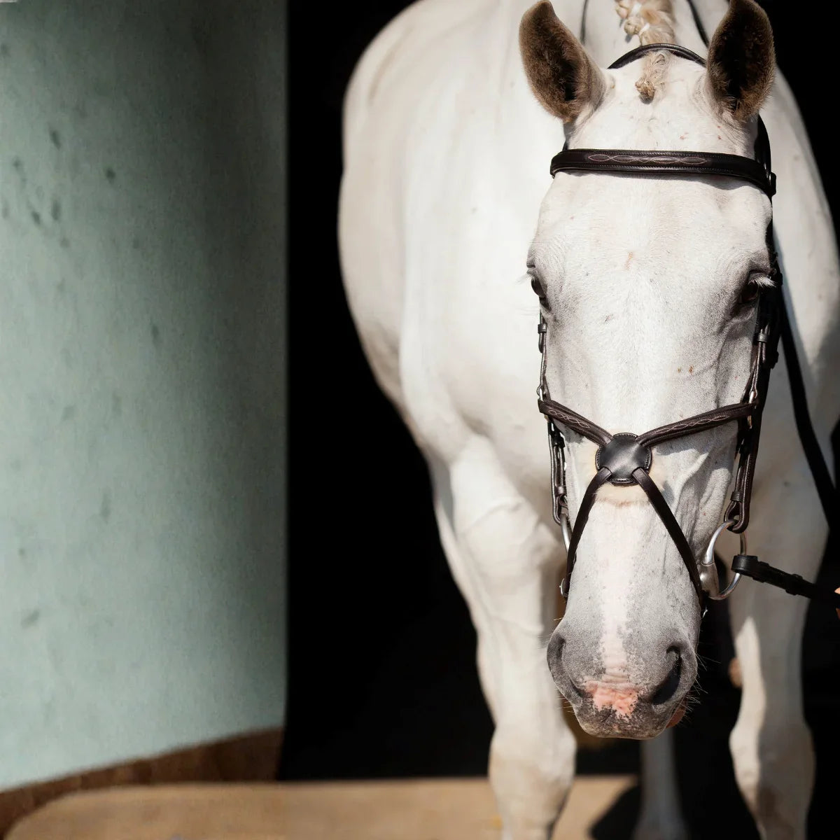 Portrait of a grey horse wearing a black EcoRider grackle leather bridle with a matching-thread stitched browband, in a stable doorway.