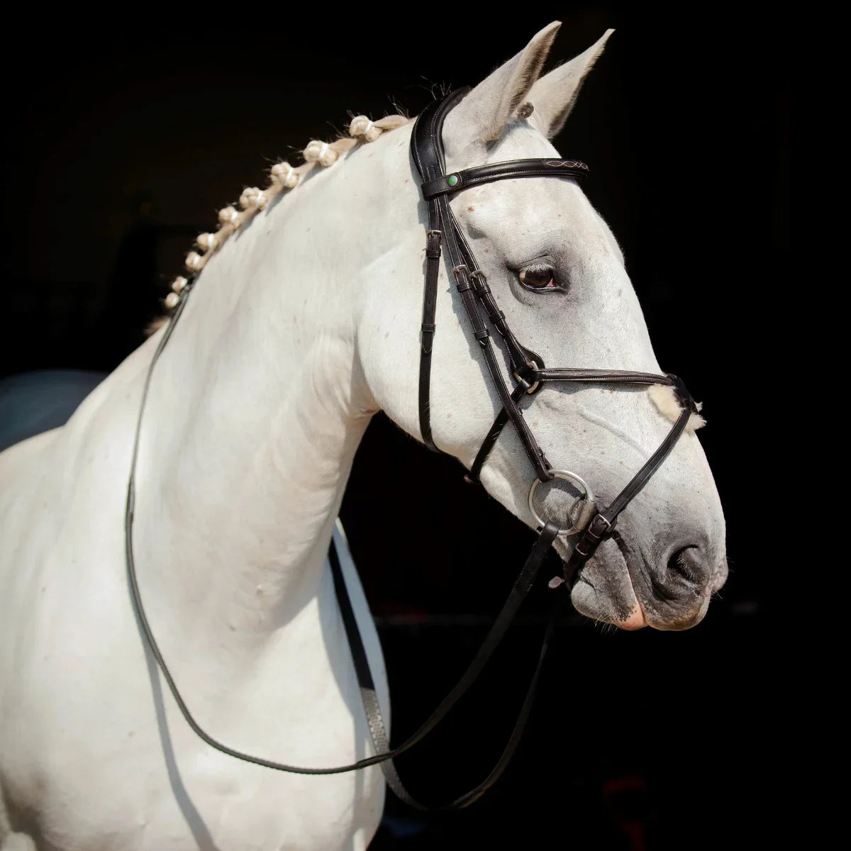 Portrait of a braided grey horse wearing a black EcoRider anatomical grackle bridle with sheepskin padding, on a black background.