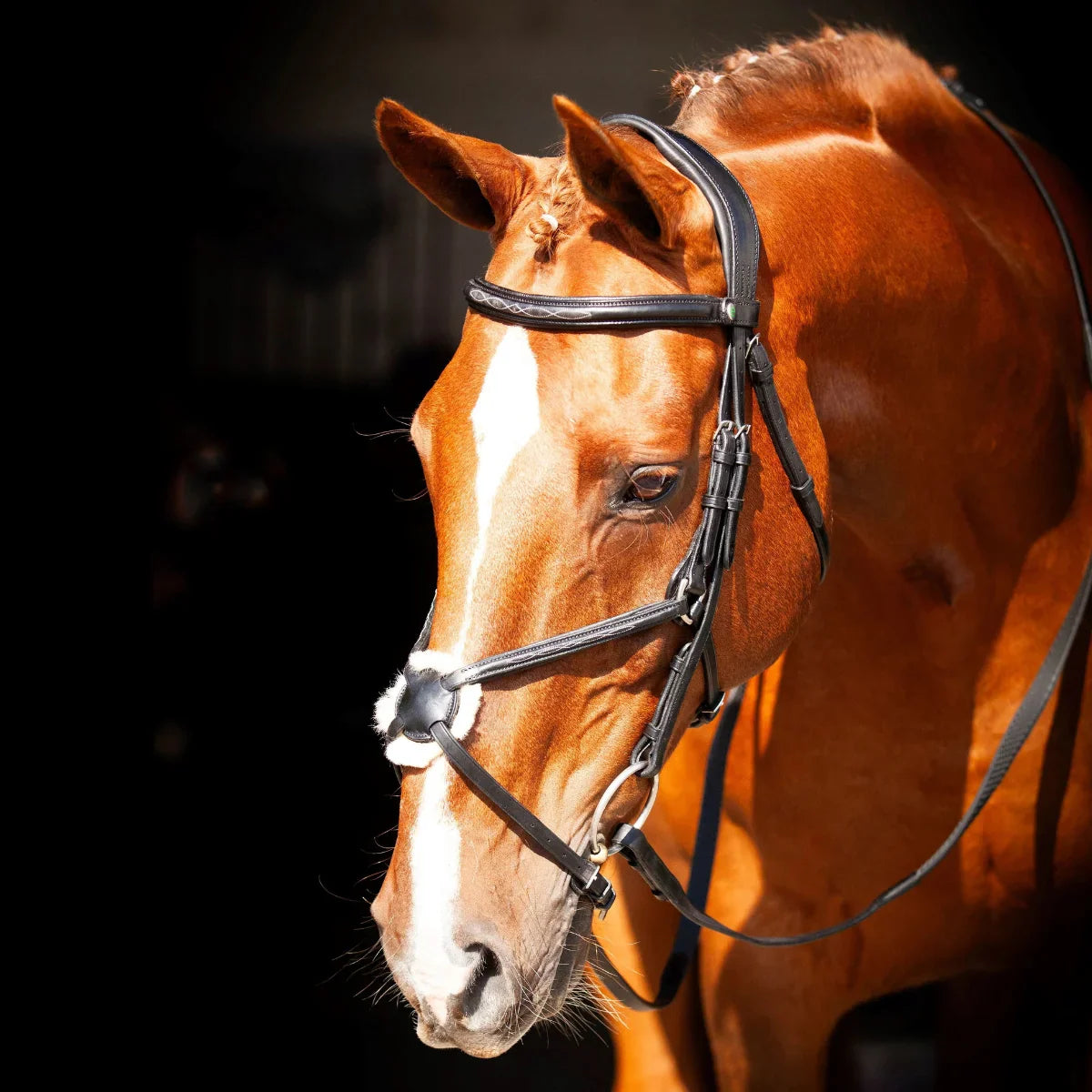 Portrait of a chestnut horse with a braided mane wearing a black EcoRider anatomical grackle bridle with a sheepskin nose pad.