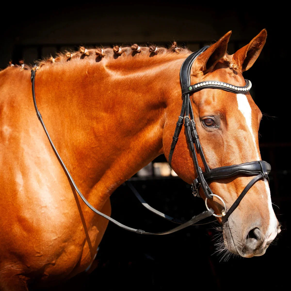 Portrait of a chestnut horse with a braided mane wearing a black EcoRider anatomical crystal bridle and matching martingale, on a dark background.