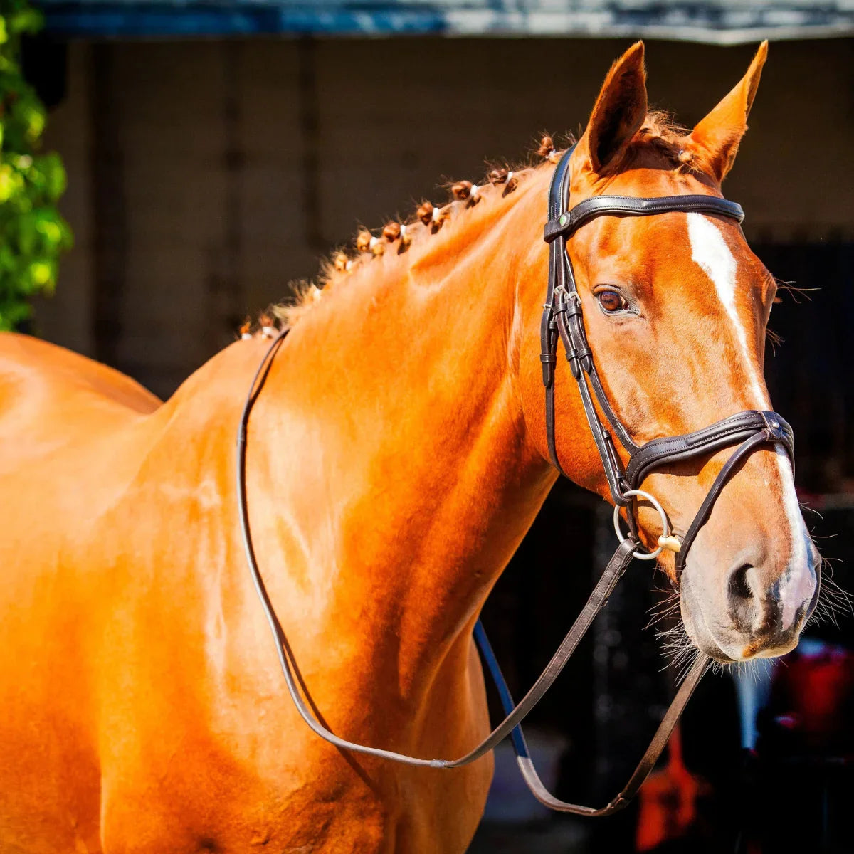 Portrait of a chestnut horse with a braided mane wearing a black EcoRider anatomical leather bridle and reins.