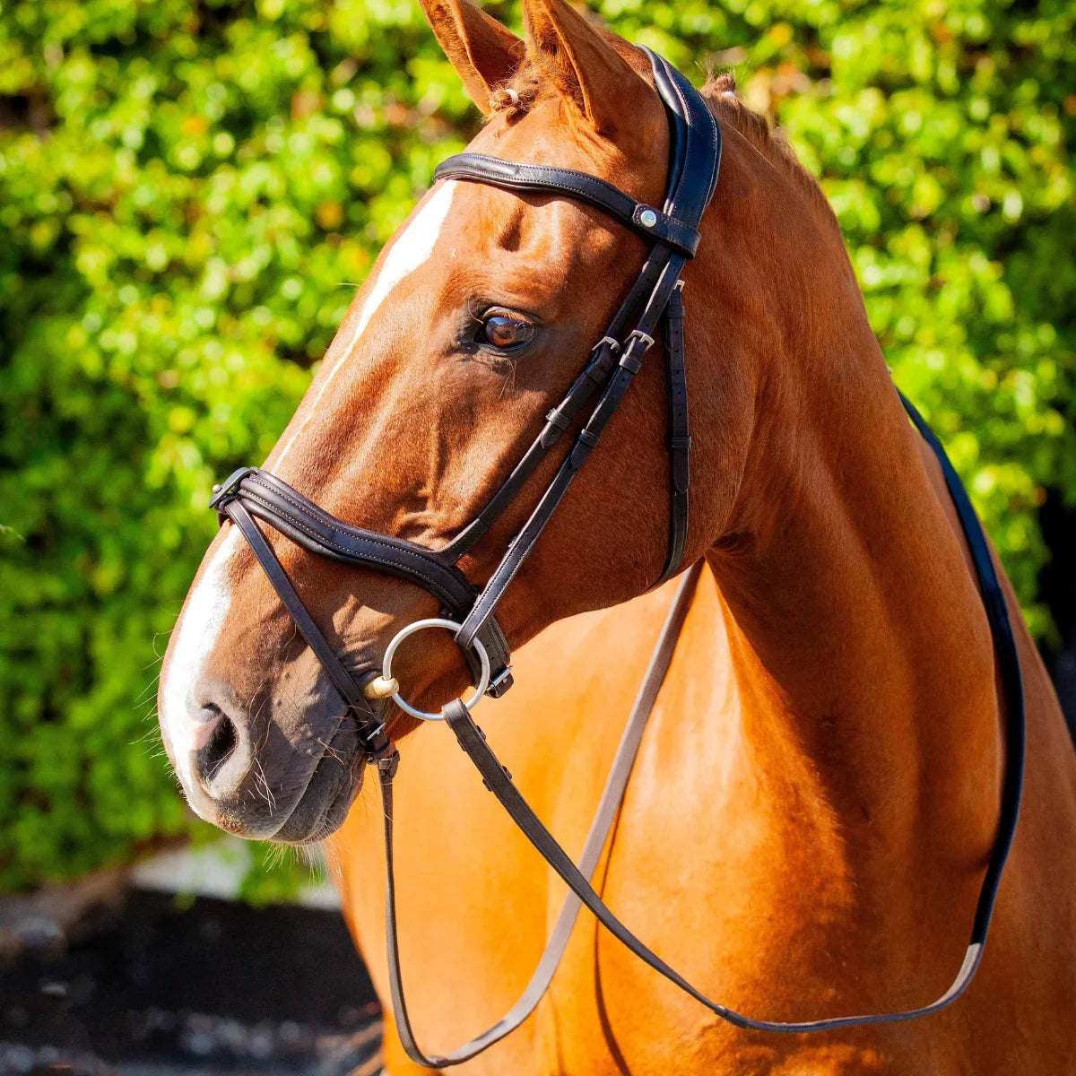 Side profile of a chestnut horse wearing a black EcoRider anatomical leather bridle with a padded comfort flash noseband.