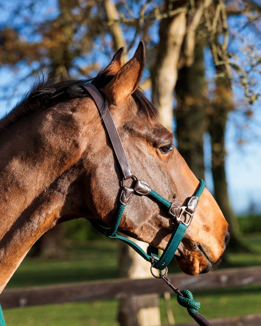 CAMEO Rope Leather Headcollar and Leadrope