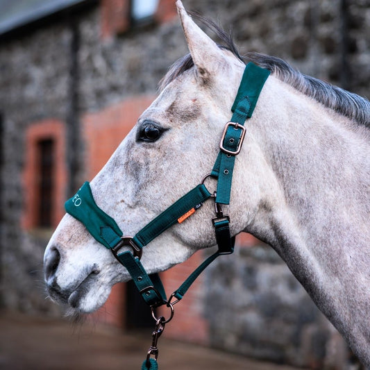 CAMEO Suede Elite Headcollar & Rope set